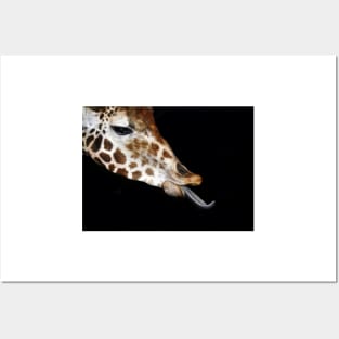 Tonge of the Giraffe Posters and Art